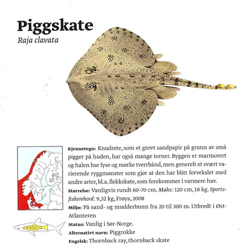 17 Piggskate.jpg