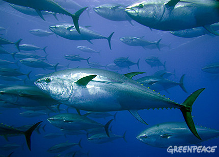 captive-bluefin-tuna.jpg