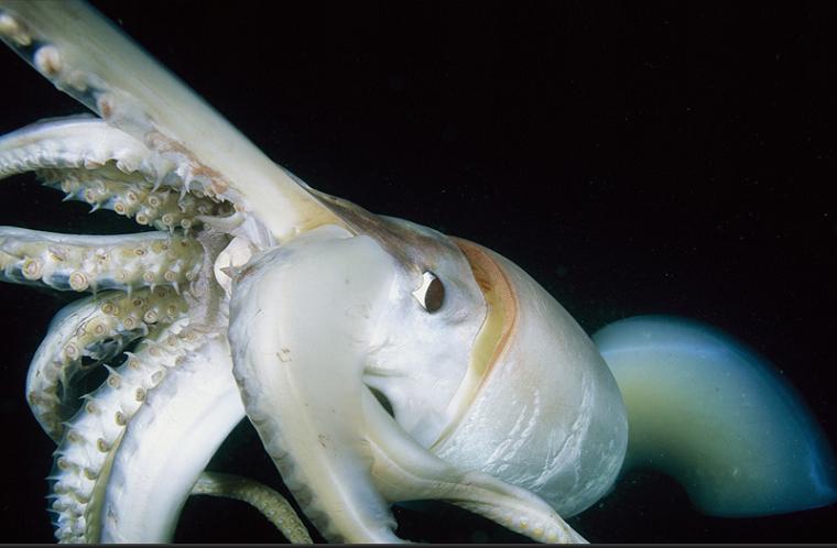 giant-squid-close-up-760231-sw.jpg